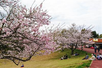 「鏡山」の桜
