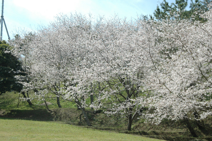 山頂まで車で登ることができます 山頂まで車で登ることができます
