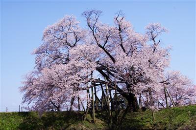 地元で大切に保護されている「浅井の一本桜」