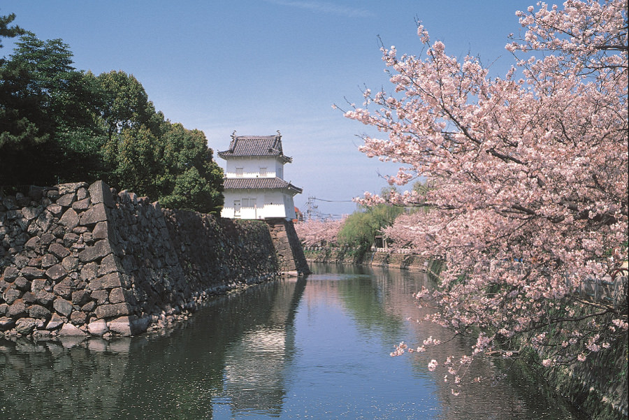 大分城跡公園の桜