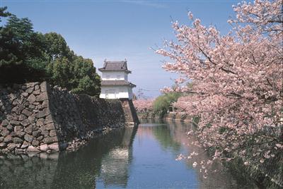 大分城跡公園の桜