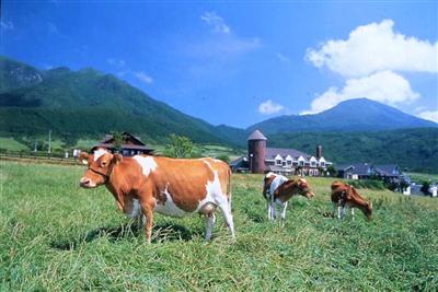 雄大な大地で育った「ガンジー牧場」のガンジー牛