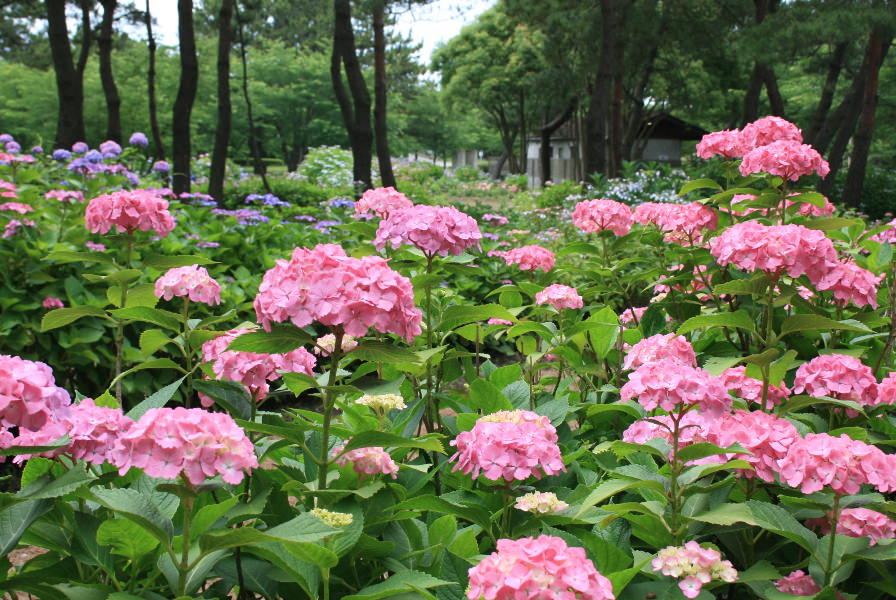 雨に濡れて松林にたたずむアジサイ 雨に濡れて松林にたたずむアジサイ