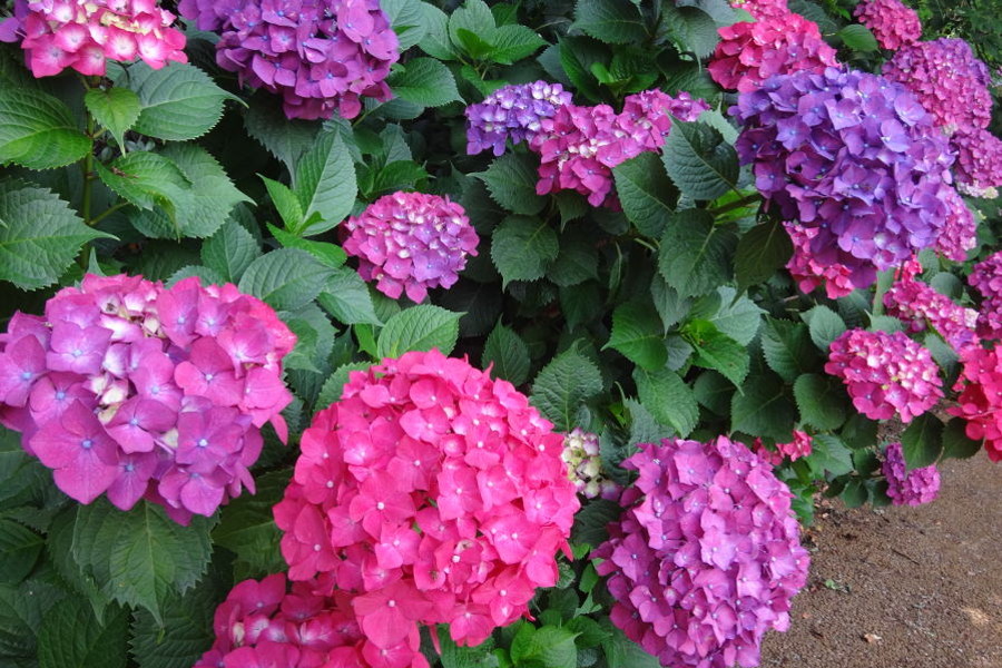 多種多様のアジサイが生育されています 多種多様のアジサイが生育されています