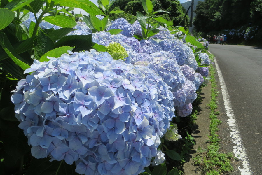 町民の協力で植樹された3万株のアジサイ