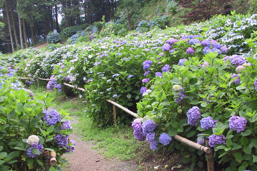 「あじさい寺」と呼ばれるにふさわしい、アジサイに包まれた小道が続く アジサイに包まれた小道が続く
