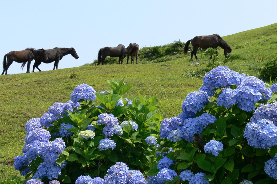 運が良ければ、御崎馬の親子を見ることができるかも… 運が良ければ、御崎馬の親子を見ることができるかも…