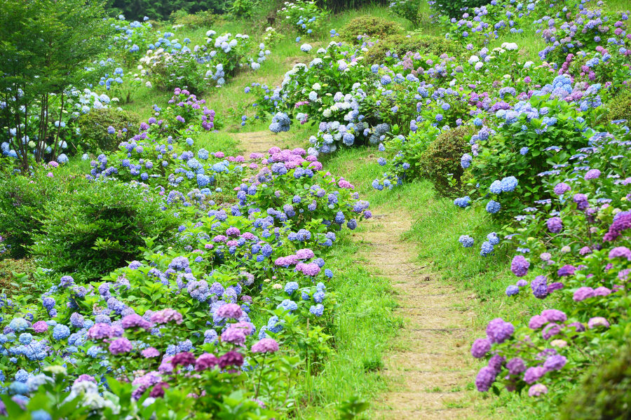 遊歩道に沿って咲くアジサイ 遊歩道に沿って咲くアジサイ