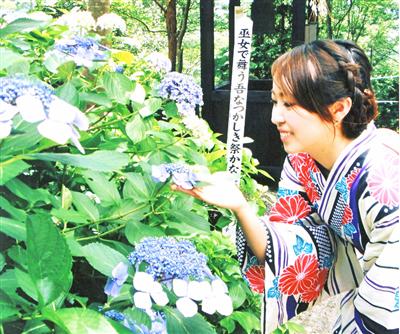 可憐に咲く甘い香りのガクアジサイ