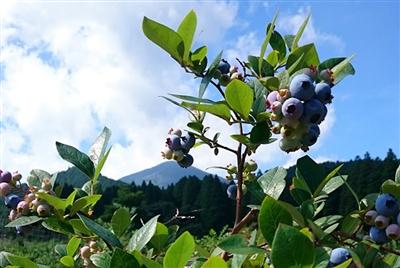 無農薬で育てられたブルーベリー