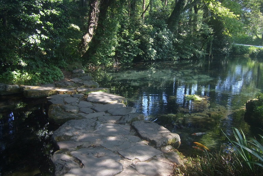悠々と鯉が泳ぐ池の周りには木々が茂り神秘的 悠々と鯉が泳ぐ池の周りには木々が茂り神秘的