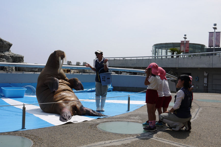 「うみたまご」には、直接見て触れ合えるイベントがたくさん! 「うみたまご」には、直接見て触れ合えるイベントがたくさん!