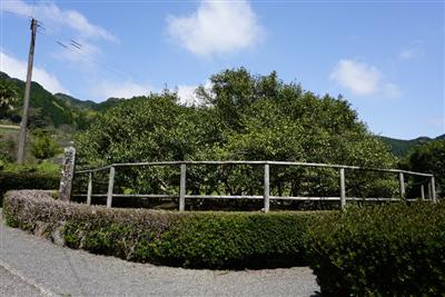 緑いっぱいの茶畑に囲まれた美しい景色