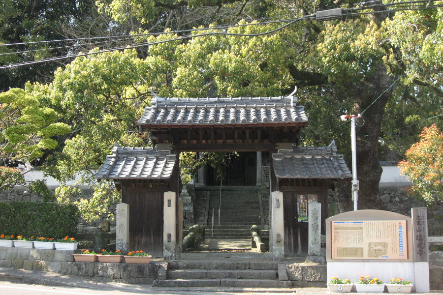寺院の正面にある大きくそびえたつクスノキ 寺院の正面にある大きくそびえたつクスノキ