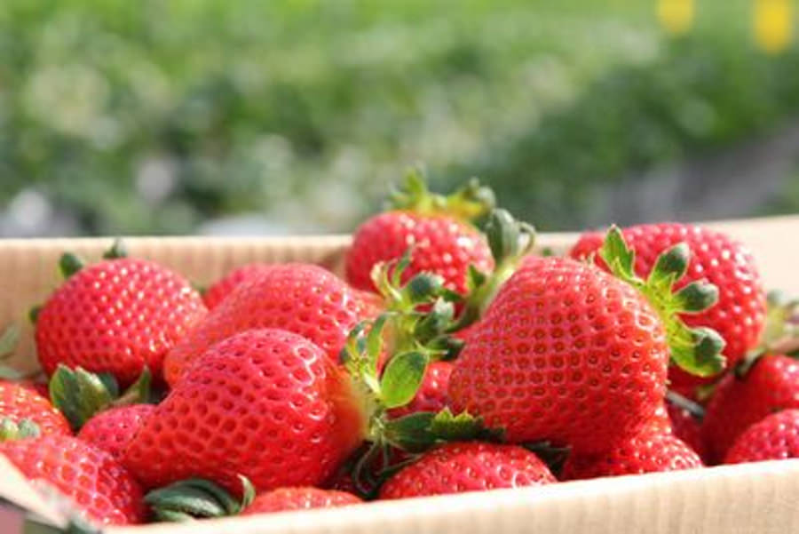 広い敷地から、たくさんのイチゴが収穫されます 広い敷地から、たくさんのイチゴが収穫されます