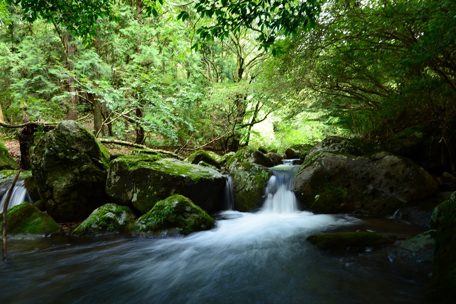 林の中にはまさに清らかな川が流れていています