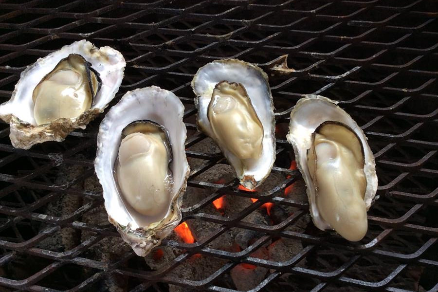 有明海で育った大粒な竹崎カキは11月下旬ごろから提供予定です 有明海で育った大粒な竹崎カキは11月下旬ごろから提供予定です