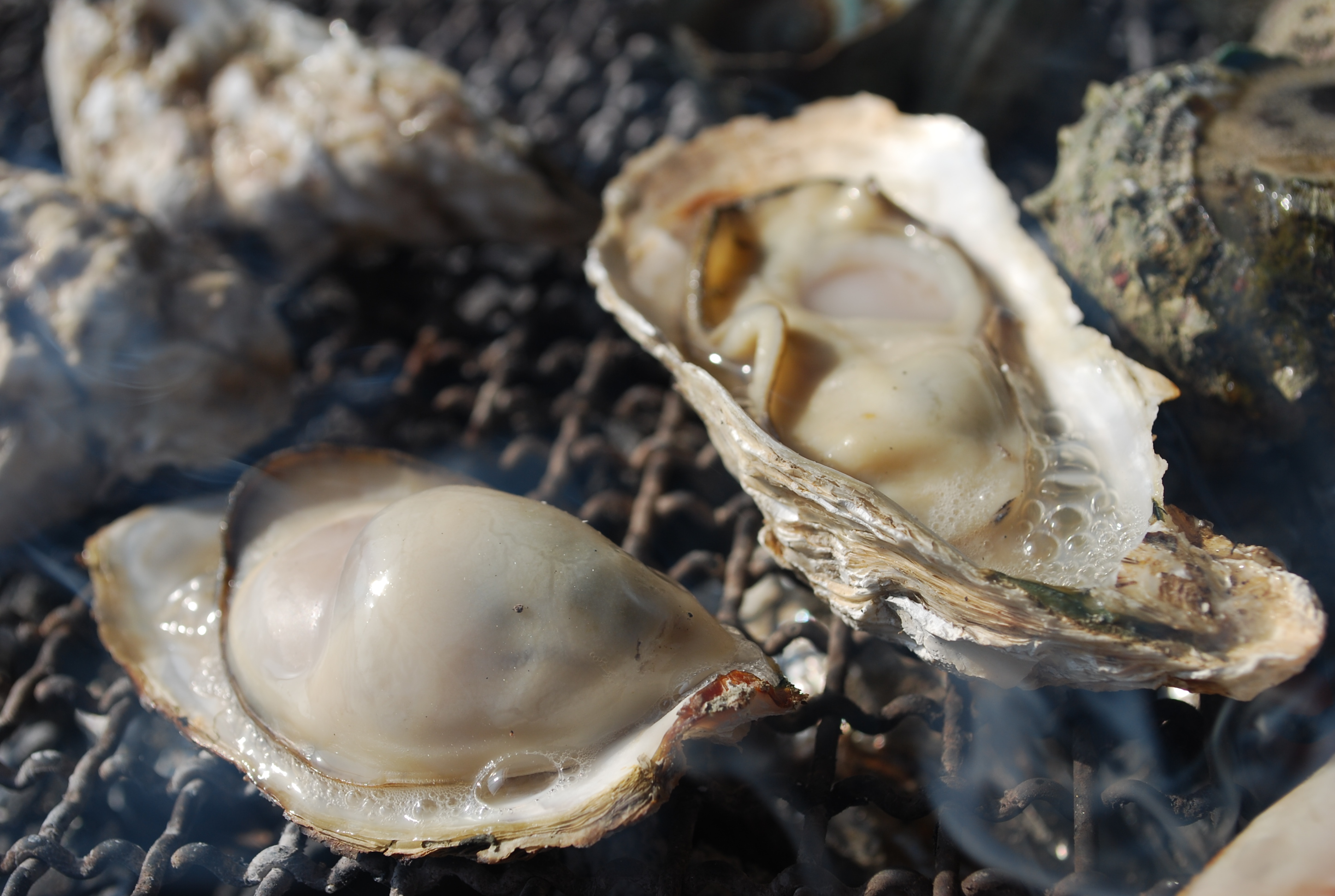 新鮮で焼きたてのカキは旨みが詰まっています 新鮮で焼きたてのカキは旨みが詰まっています