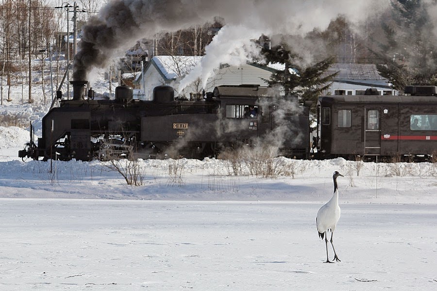 タンチョウなど湿原の野生生物を目にする機会も(写真提供:JR北海道) SL湿原号