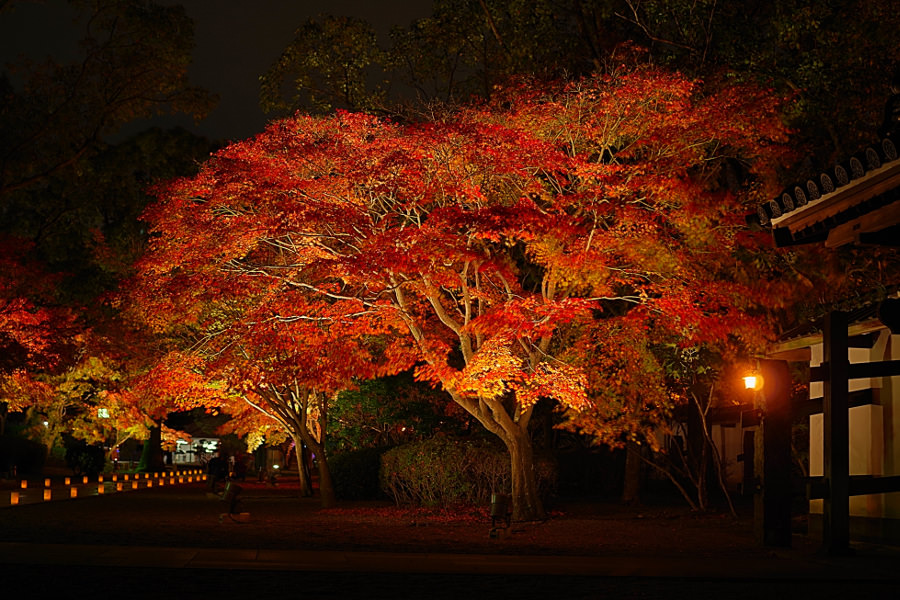 紅葉狩りスポット「旧細川刑部邸庭園」がライトアップ 紅葉狩りスポット「旧細川刑部邸庭園」がライトアップ