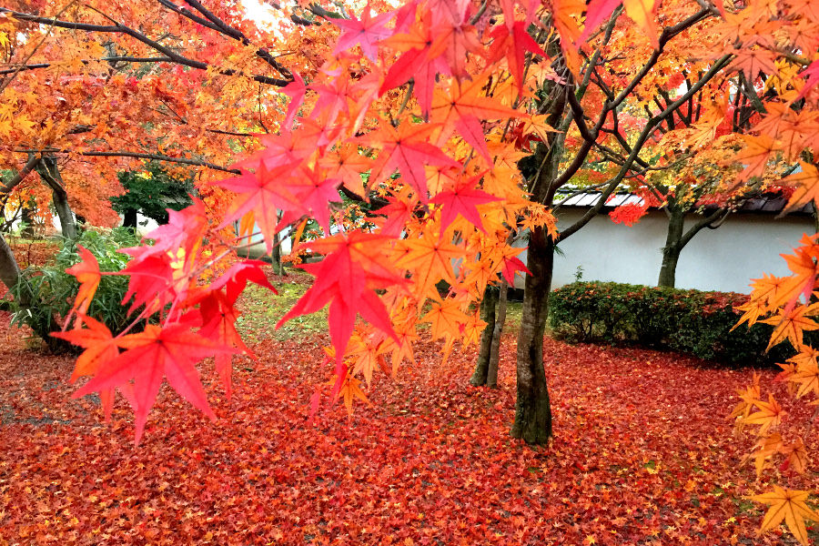 赤や黄に色づいた紅葉が楽しめます