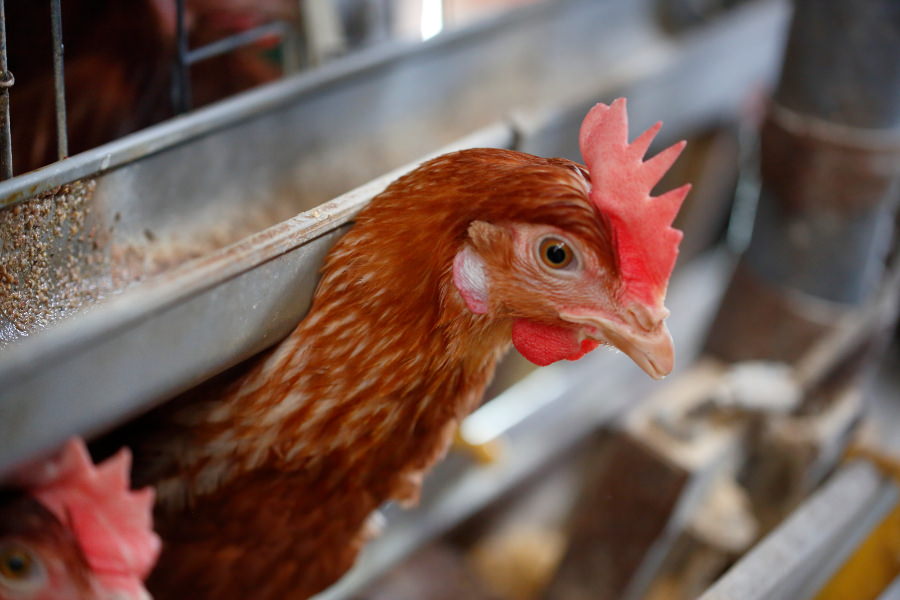 鶏がストレスなく過ごせる鶏舎環境が良質な卵の秘密