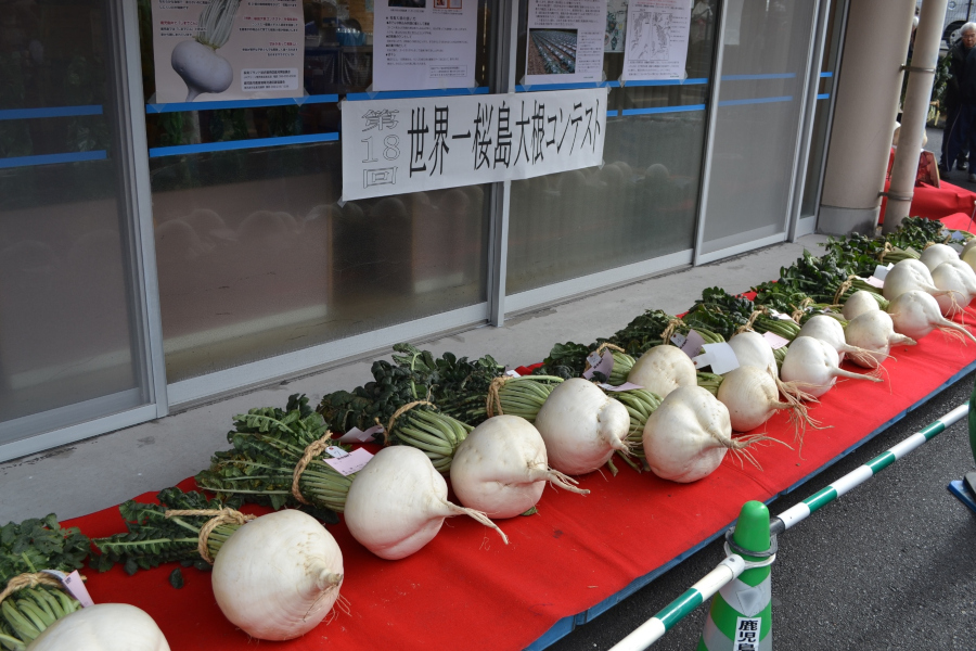 さまざまな形の桜島大根が並びます さまざまな形の桜島大根が並びます