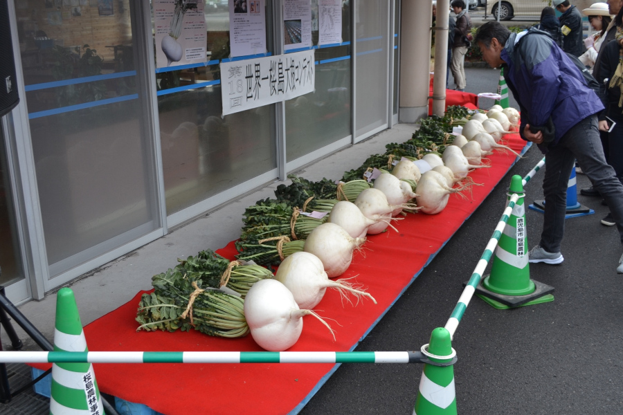 冬のイベント「世界一桜島大根コンテスト」 冬のイベント「世界一桜島大根コンテスト」
