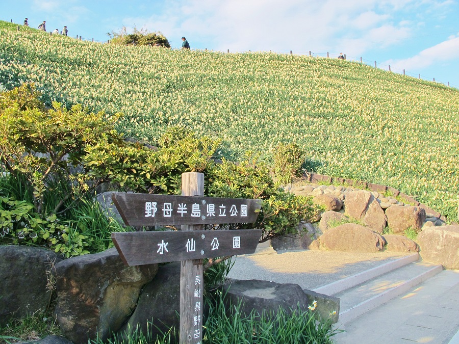 野母崎総合運動公園「水仙の里」