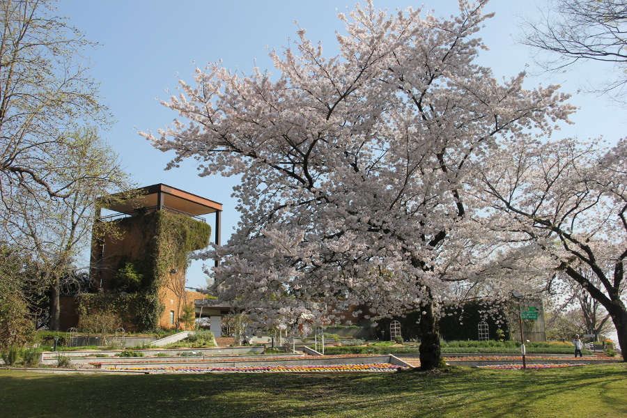 植物園では春に桜が咲き誇り美しい風景を楽しめます 植物園では春に桜が咲き誇り美しい風景を楽しめます