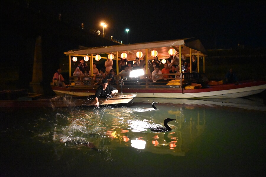のどの大きな鵜はペリカンの仲間。たくさんの魚を飲み込む様子を屋形船から鑑賞できます のどの大きな鵜がたくさんの魚を飲み込む様子を屋形船から鑑賞