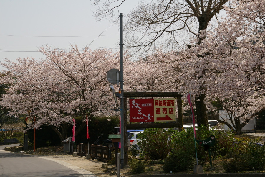 紅乙女酒造の駐車場は春になると満開の桜が咲き誇ります