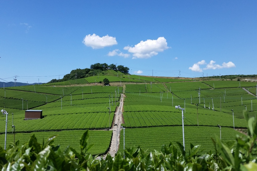 まるで絵ハガキのように美しい茶畑 まるで絵ハガキのように美しい茶畑