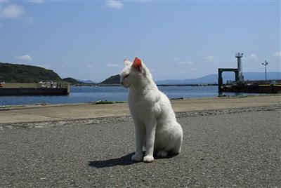 ポーズ決まってる？　人懐っこいモデルのような猫
