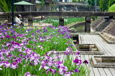 古い街並みに似つかわしい、凛と咲く花しょうぶ