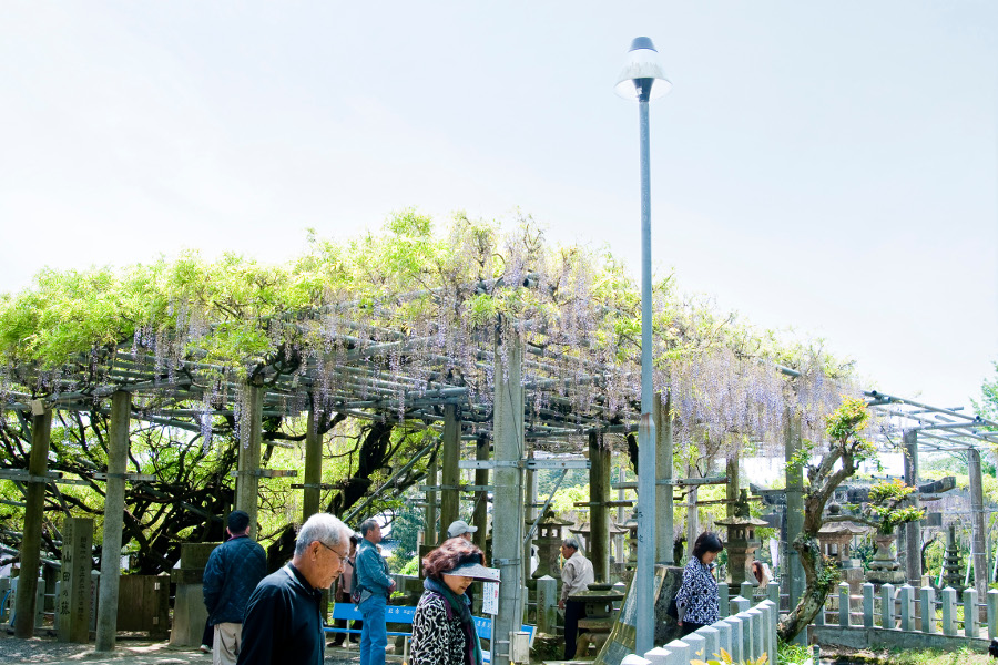 歴史ある神社にふさわしい見事な藤