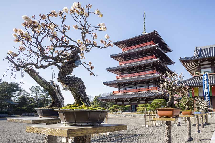 蓮華院誕生寺の奥之院で行われる「玉名盆梅展」