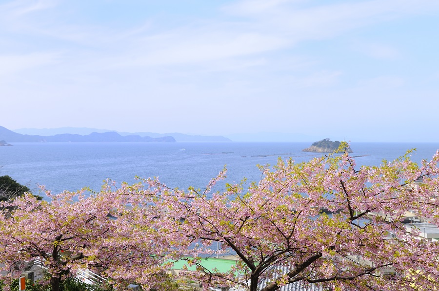 約1カ月程、桜を楽しむことができます