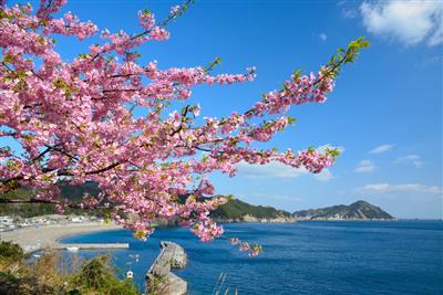 空と海の青色に河津桜のピンクがよく映え、美しい景色を堪能