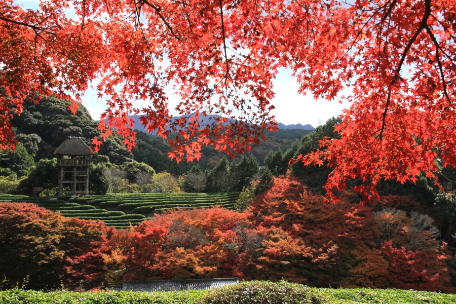 紅葉の季節は赤や黄に色づいた紅葉が広がり風情ある景色を散策できます 紅葉の季節は赤や黄に色づいた紅葉が広がり風情ある景色を散策