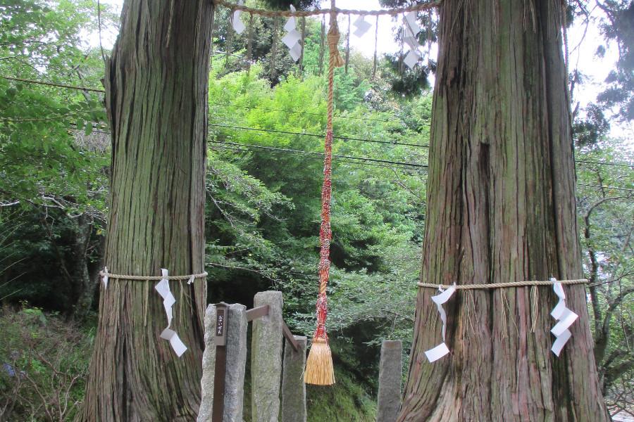 2本の檜が仲睦まじく佇ずむ、縁結びの御神木「夫婦檜」