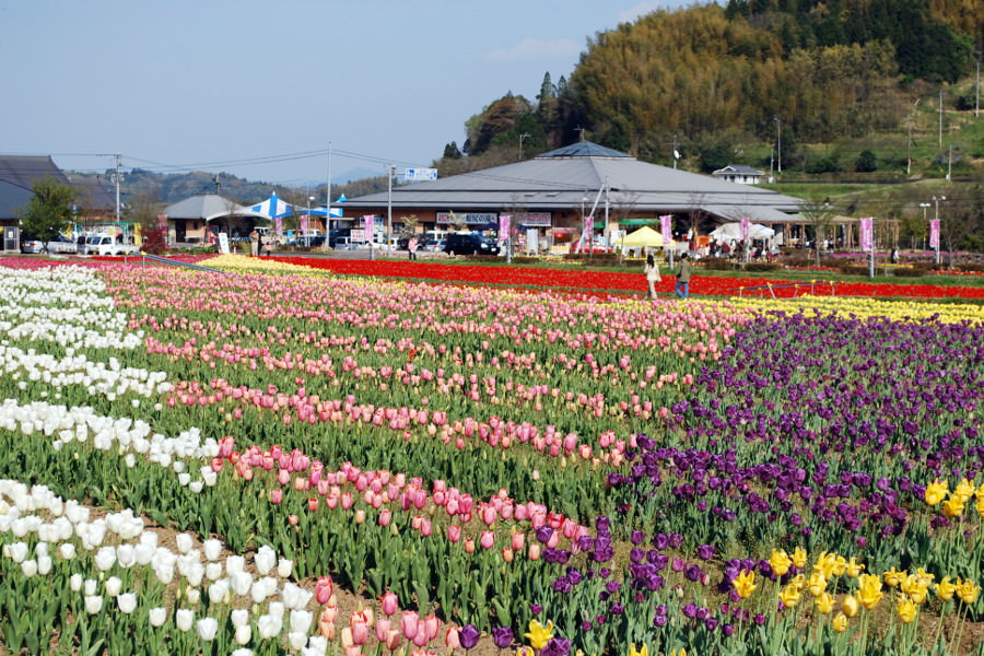 春には周辺に沢山のチューリップが広がり美しい景色