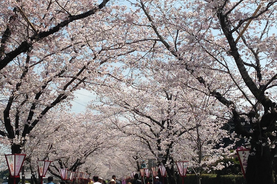 「日本さくら名所100選」に選ばれている桜