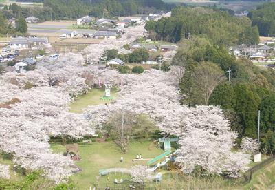 多くの見物客で賑わう「都城もちお桜まつり」