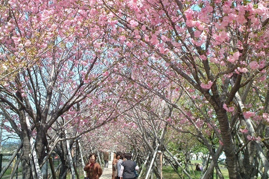 山鹿都市ガス株式会社の敷地内にある「やまが桜園」 山鹿都市ガス株式会社の敷地内にある「やまが桜園」
