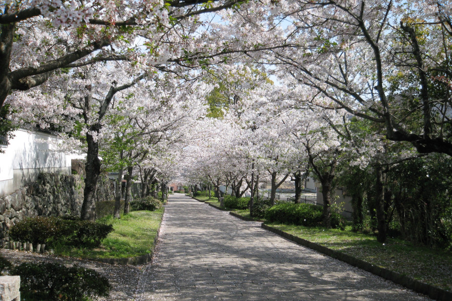 桜並木は「桜のトンネル」に 桜並木は「桜のトンネル」に