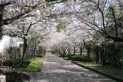 桜並木は「桜のトンネル」に
