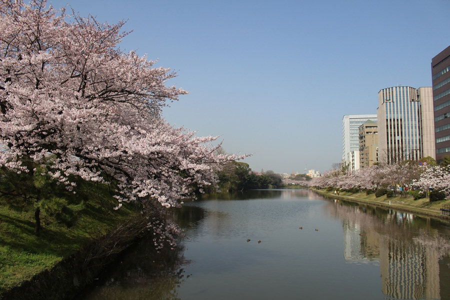 堀に写るサクラ並木の姿は圧倒的
