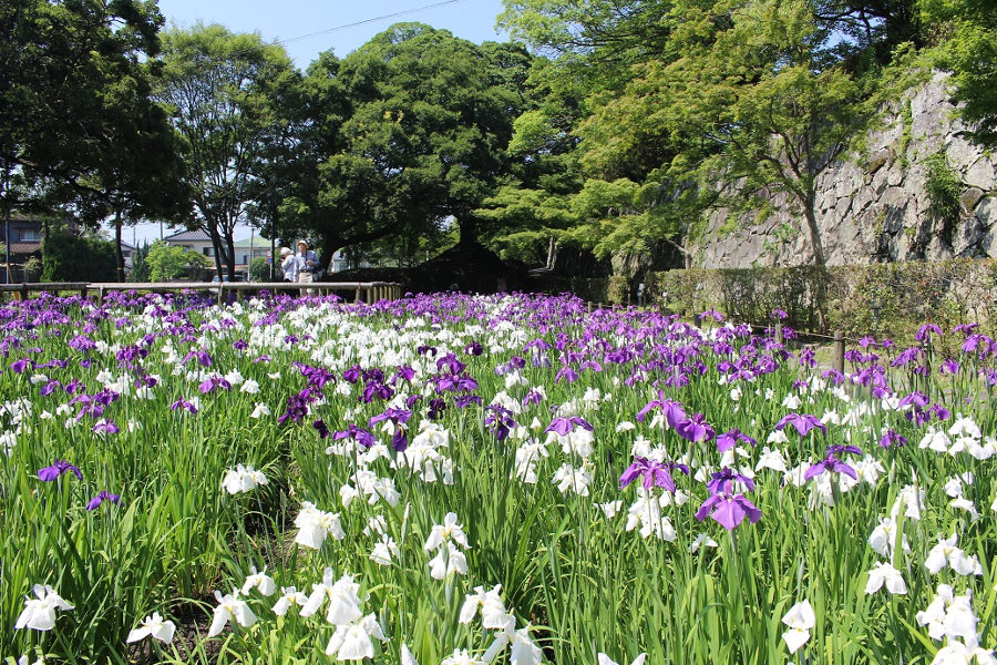 紫・白の花が美しい「花菖蒲園」