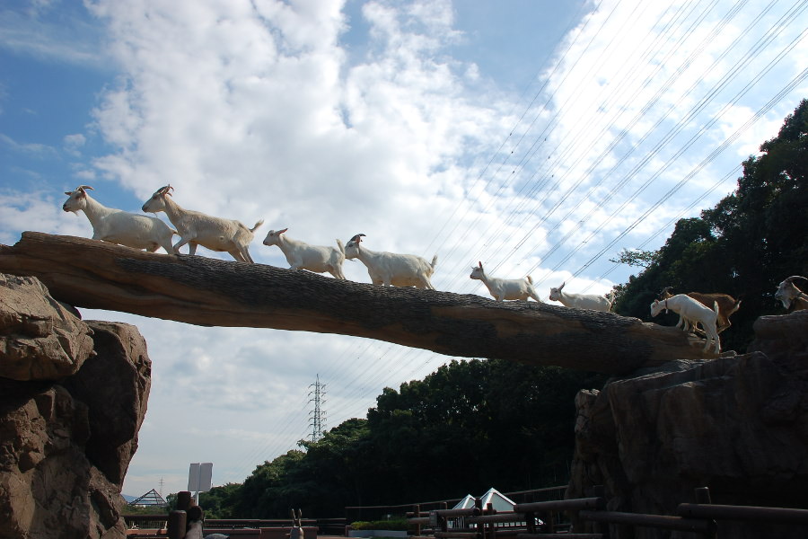 一列になって丸太を渡るヤギ 一列になって丸太を渡るヤギ